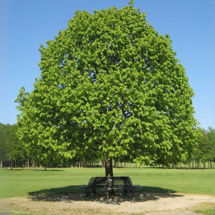 Lieska turecká (Corylus Colurna) - výška 300-350 cm, obvod kmeňa: 10/12 cm, kont. C35L